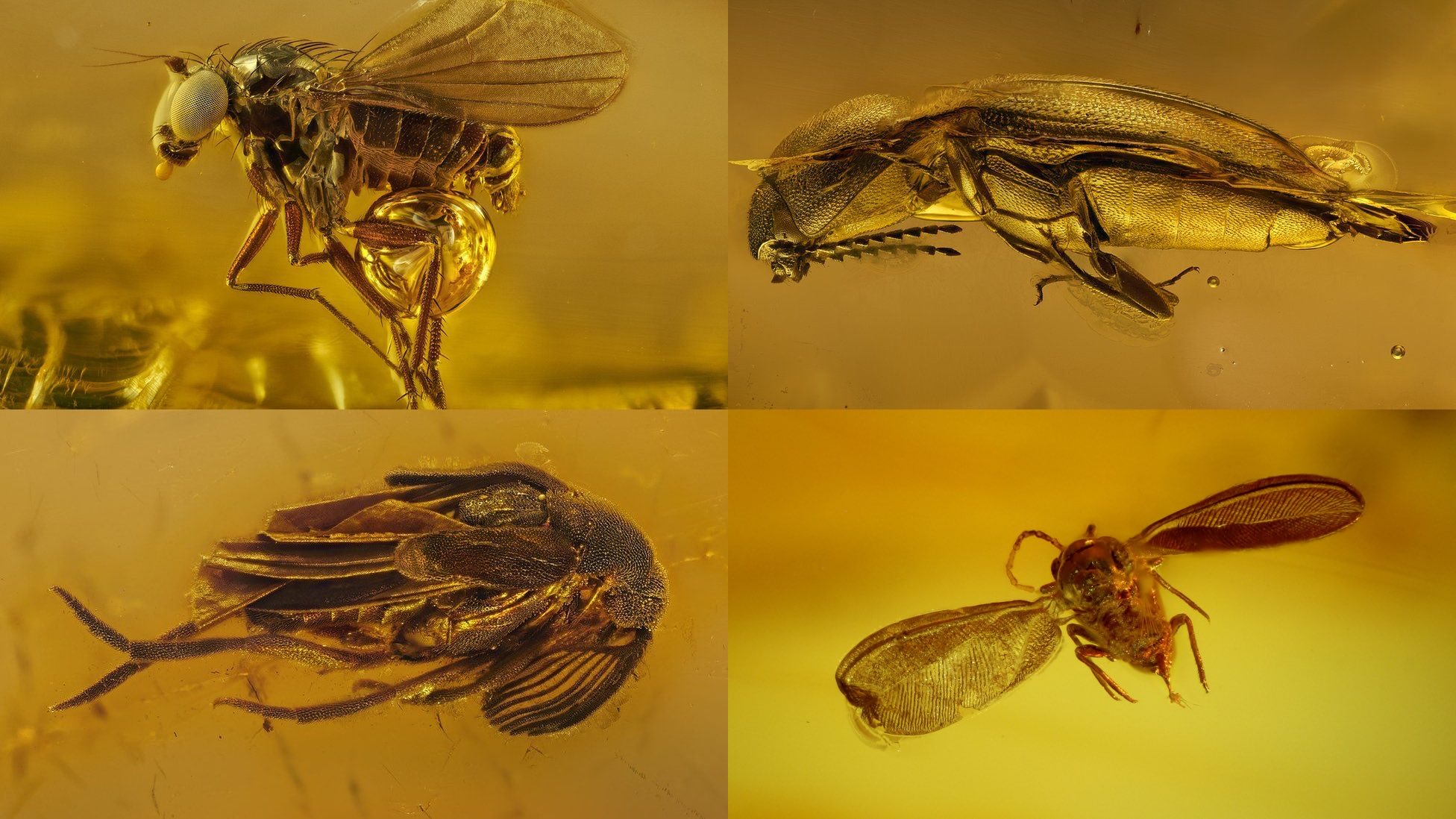 Inclusions of insects in Amber