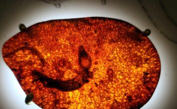 Dominican Republic Amber