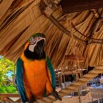 aviary