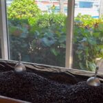 cafe_cibao_ambercove2