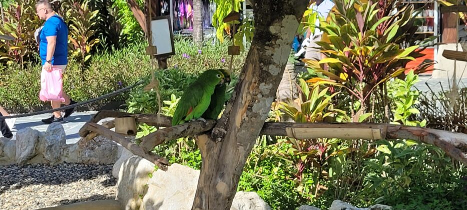 Amazona Ventralis, the local Dominican Republic parrot