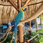 blue_parrot