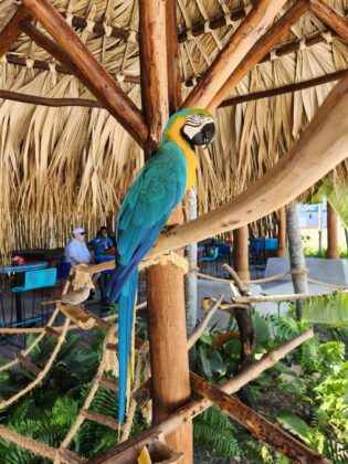 Blue Parrot sits under a thatched umbrella at Taino Bay Port, Puerto Plata.