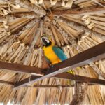 blue_yellow_macaw