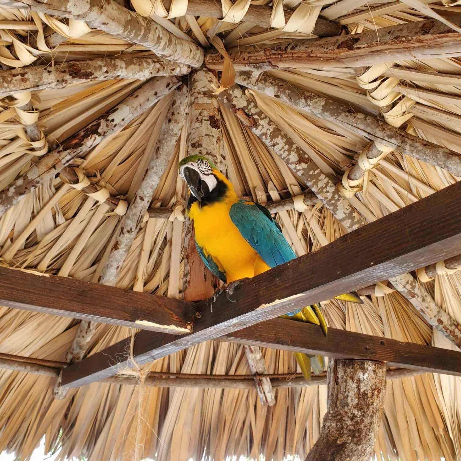 Taino Bay Aviaries | Puerto Plata Port | Dominican Republic
