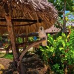 cantena_latina_aviary2