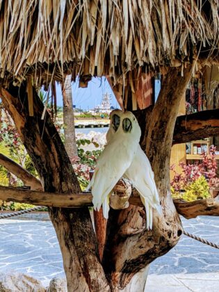 A couple of white Cockatoos at Taino Bay