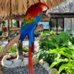 red_blue_parrot