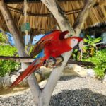 red_macaw
