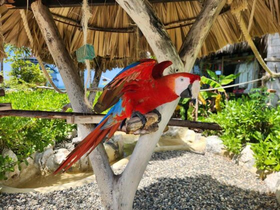 Red Macaw flaps wings