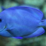 atlantic-blue-tang