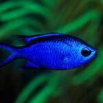 blue-reef-chromis