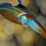 caribbean-reef-squid