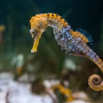 seahorse