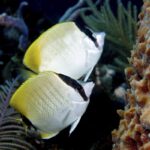 spotfin-butterfly-fish