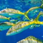 yellowtail-snapper