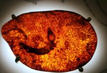 Dominican Republic Amber