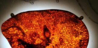 Dominican Republic Amber