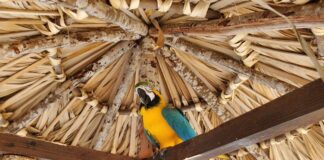 Taino Bay Aviaries Blue and Yellow Macaw
