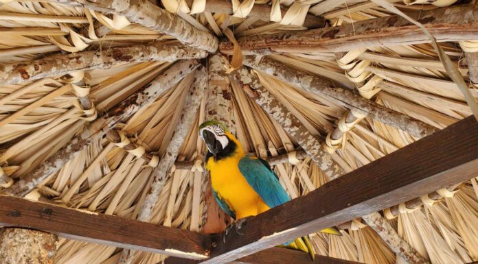 Taino Bay Aviaries Blue and Yellow Macaw