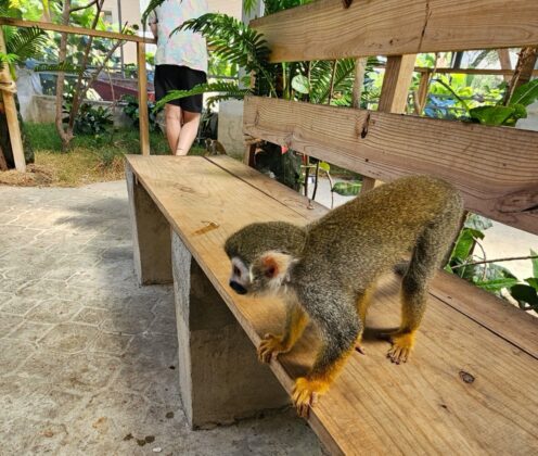 Squirrel monkey on a bench