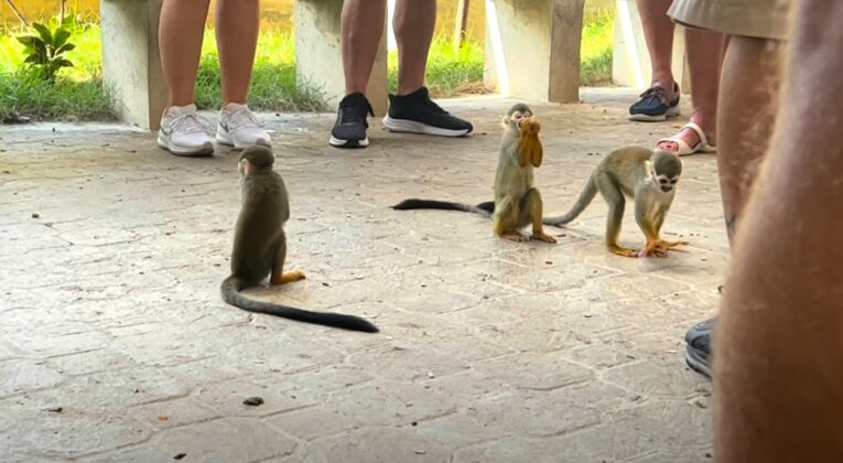 Cute monkeys taking fruit from the floor