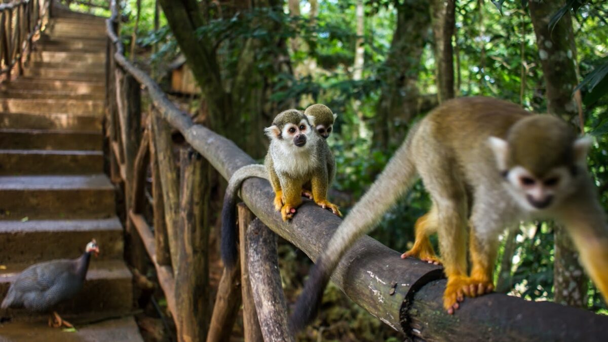 Amber Cove Monkey Excursion | Puerto Plata DR
