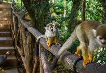 Amber Cove monkey excursion