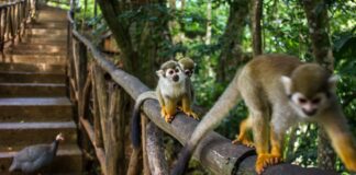 Amber Cove Monkey Excursion Amber Cove monkey excursion