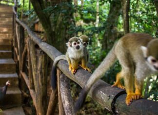 Amber Cove Monkey Excursion Amber Cove monkey excursion