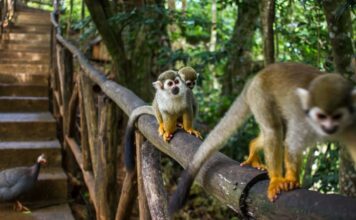 Amber Cove Monkey Excursion Amber Cove monkey excursion