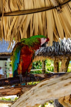 A multicolored exotic bird, the parrot